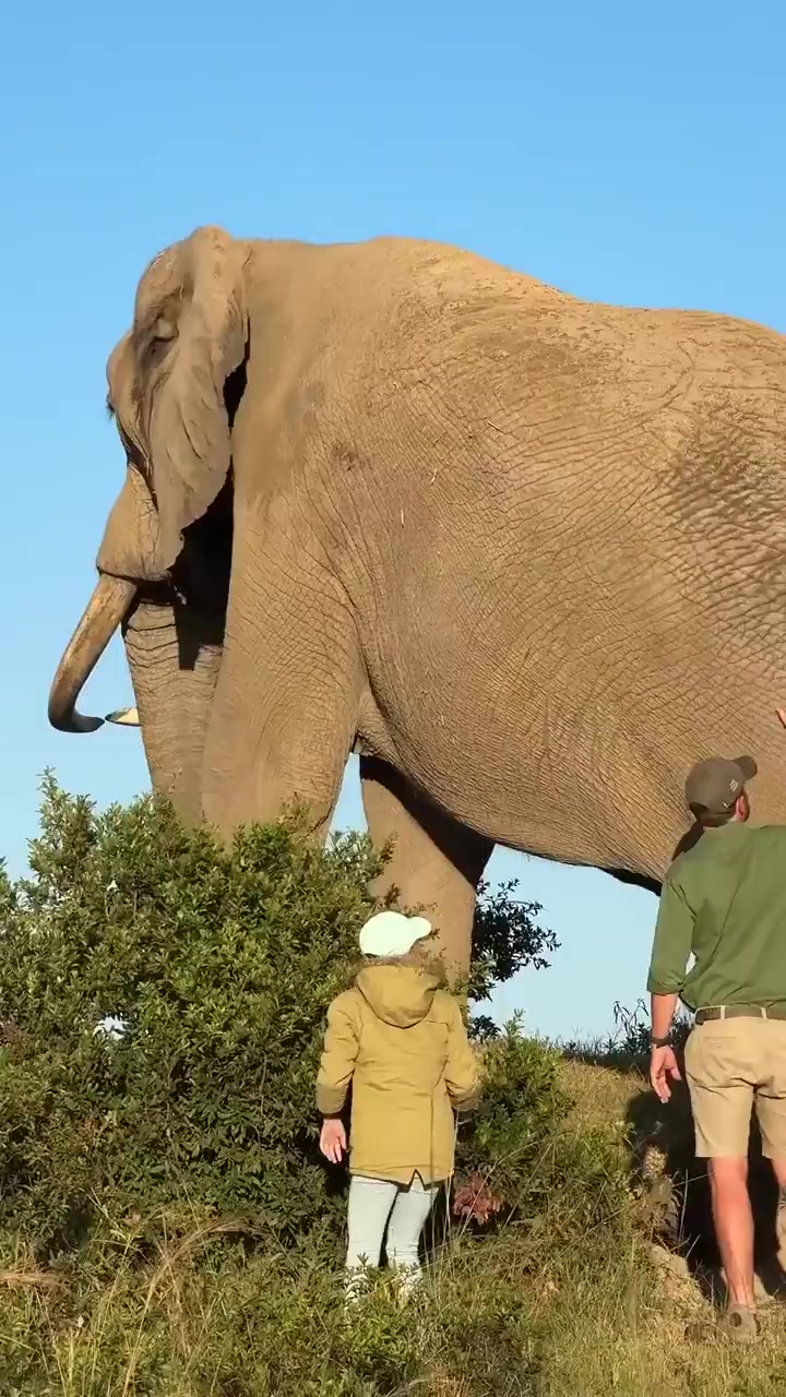 Nature is Amazing ☘️ - Never seen an Elephant this huge, ever!😲 [1870931468060401664]