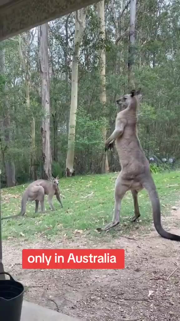 Nature is Amazing ☘️ - I've never been more afraid of a kangaroo😦 [1870735122896408576]