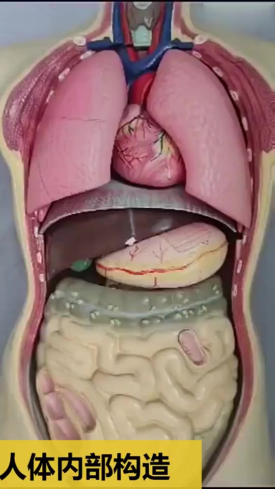 人体内部构造