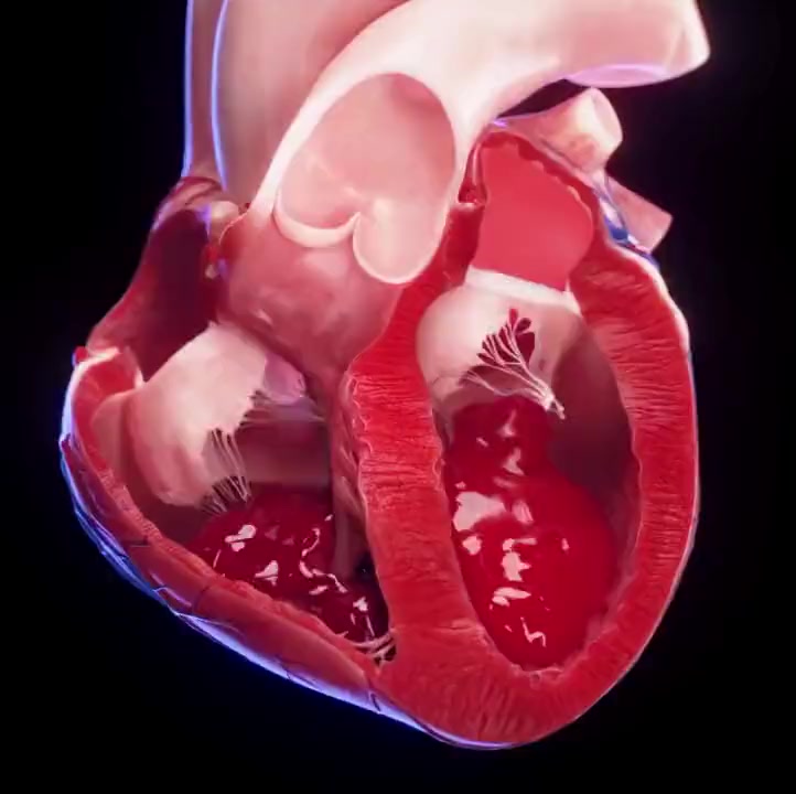 Human heart in motion